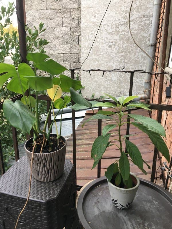 Монстера, Авокадо, Аптения