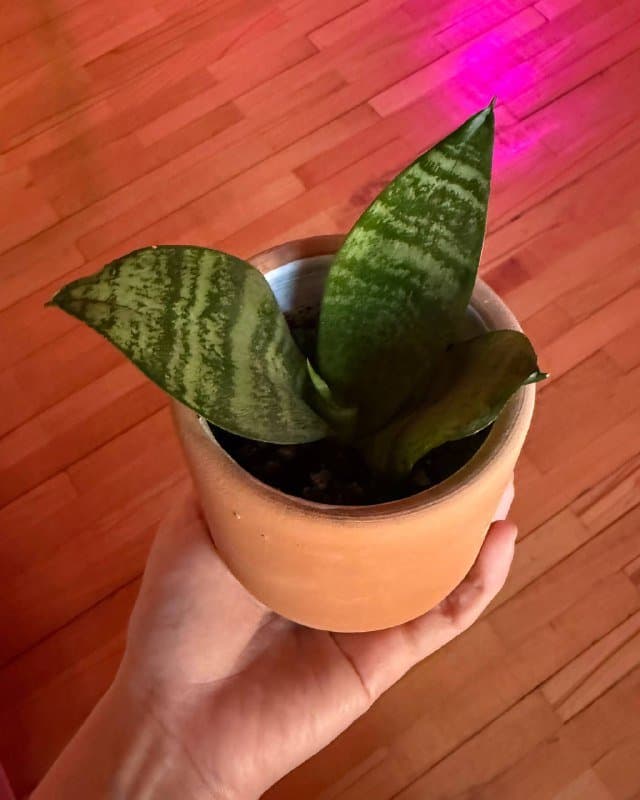 Малышки сансевиерии в керамических горшочках 2