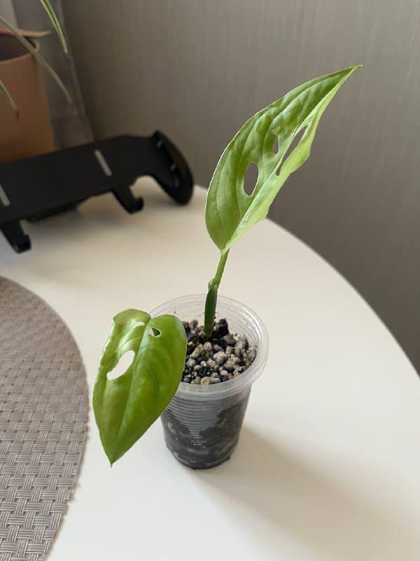 Комнатные растения, настольные игры, фен, кофеварка, зонт 1