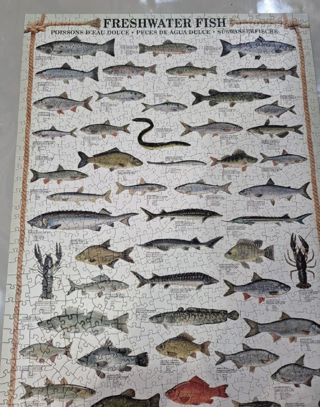 Пазл Eurographics Freshwater fish 1000 элементов 7