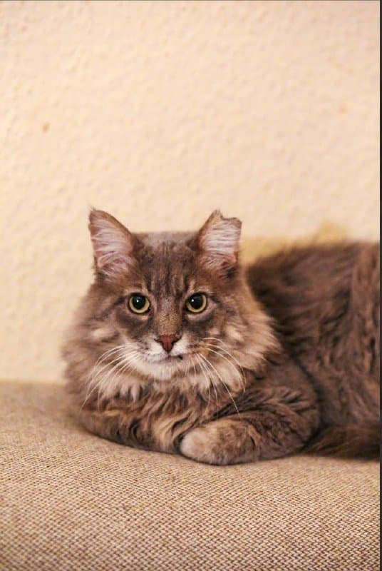 Кот Мао ищет дом 3