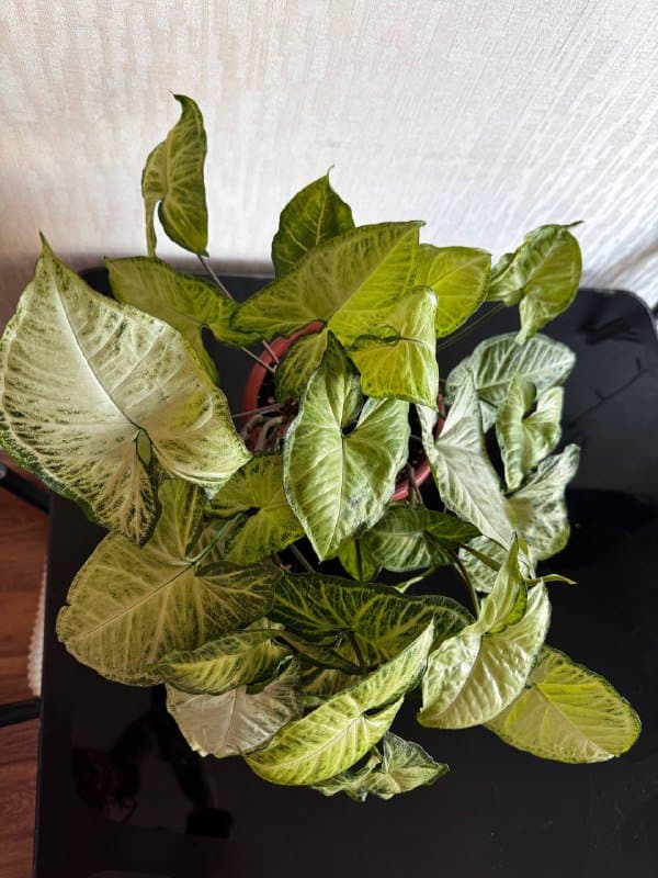 Комнатные цветы 3