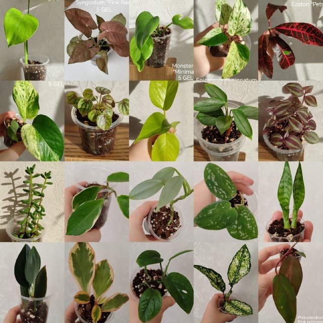 Комнатные растения