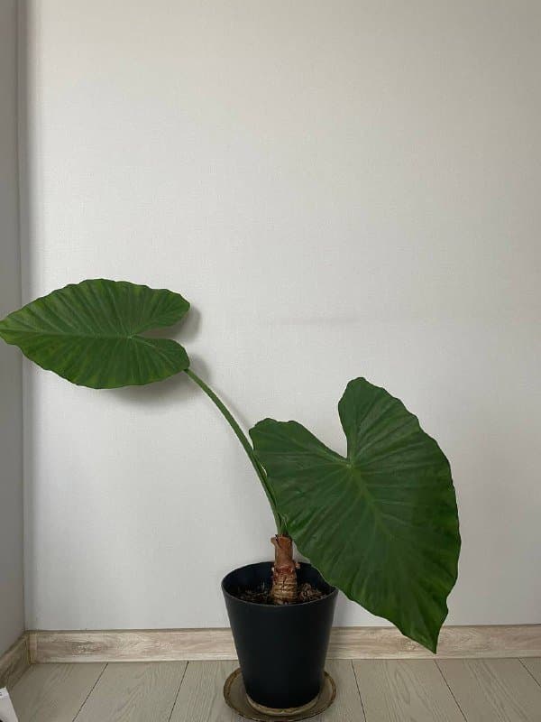 Монстера, Аглаонема Сильвер Квин, Монстера манки, Алоказия 8
