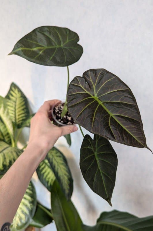 Алоказия Регал Шилдс