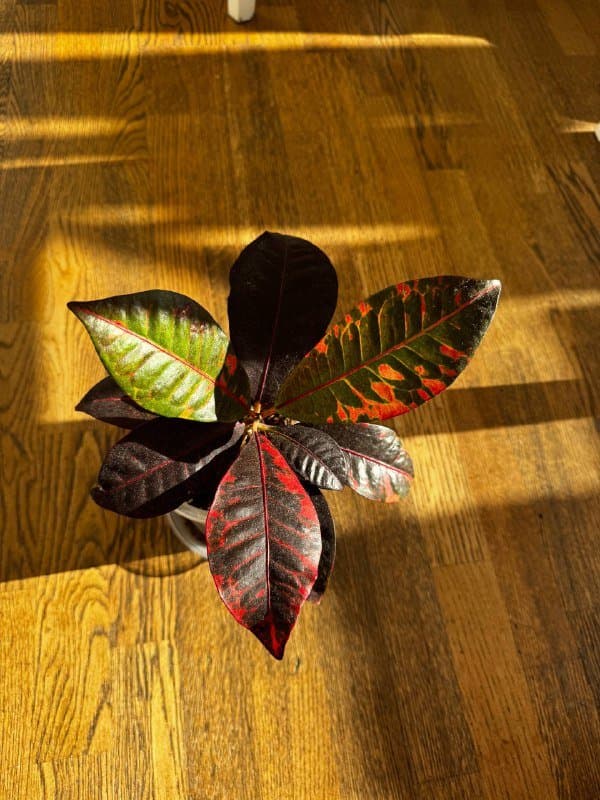 Комнатные растения 7