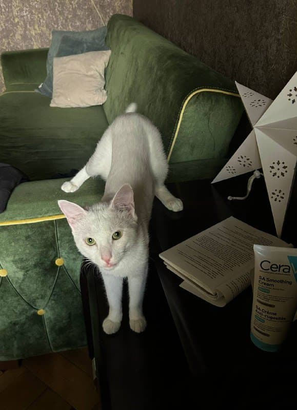 кот Хори ищет дом 5