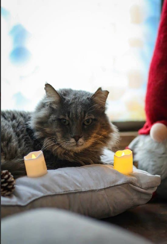 Кот Мао ищет дом 3