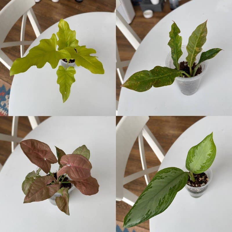 Комнатные растения 2