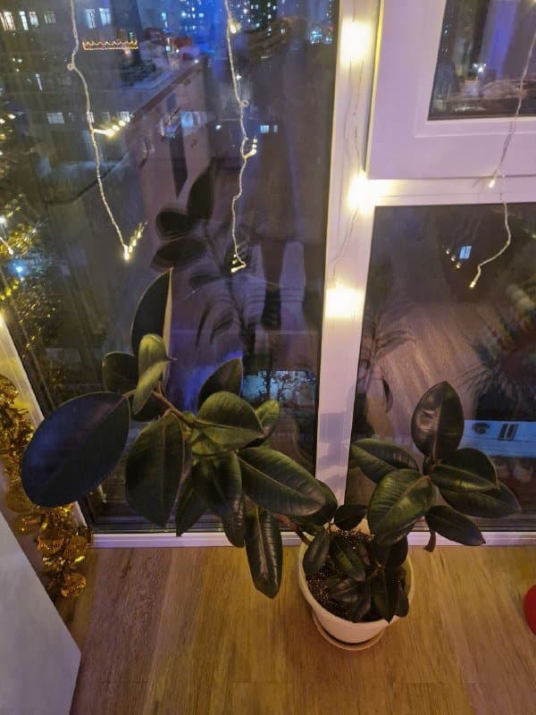 Фикус-эластика высотой 90 см 3