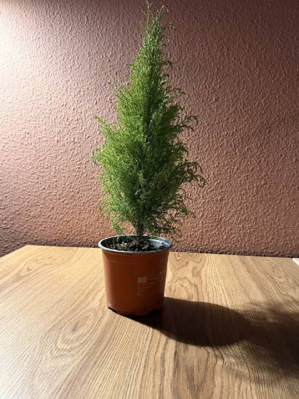 Стол письменный 6