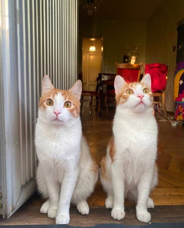 Два рыжих брата-кота для adoption