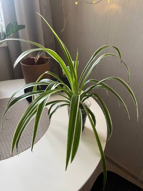 Комнатные растения, настольные игры, фен, кофеварка, зонт 4