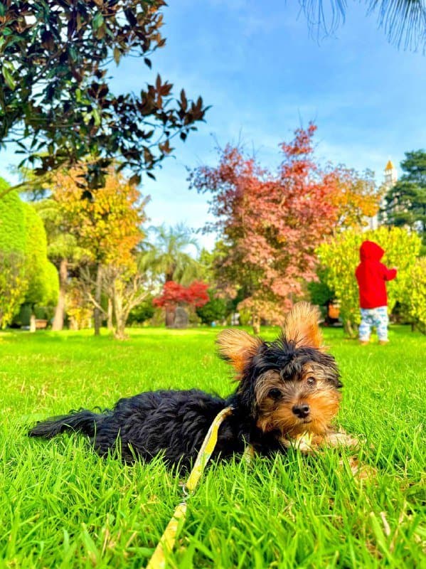 Щенок йоркширского терьера 5 месяцев