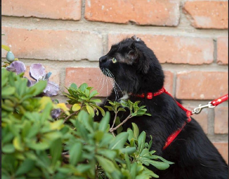 Черно-белая кошка, 3-4 года для дома 2