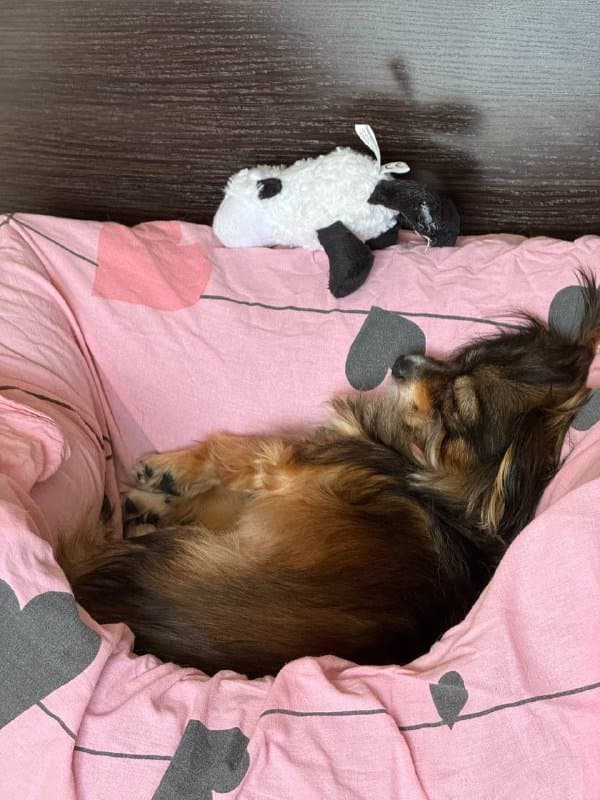 Лежанка для собак Noble Pet Leon 70x50 см 5