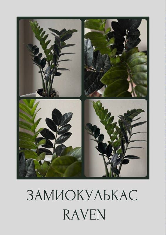 Замиокулькас raven с горшком