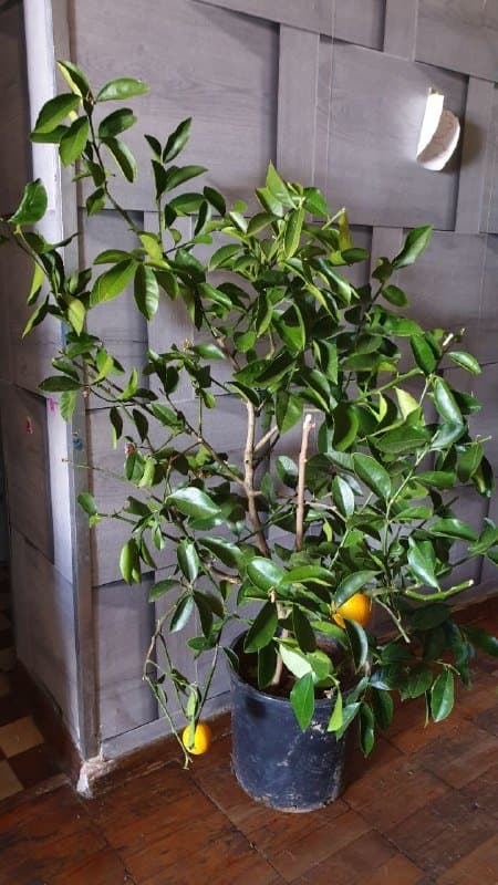 Лимон, Розмарин