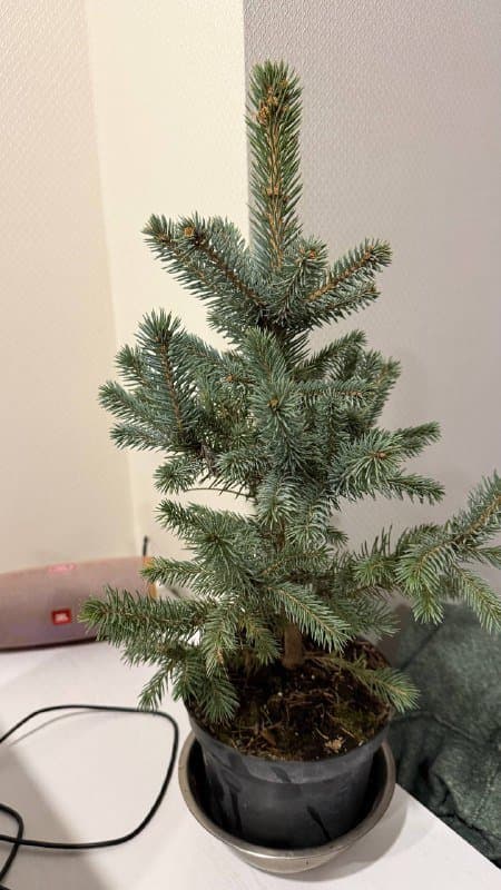 Ёлка в горшке маленькая на стол