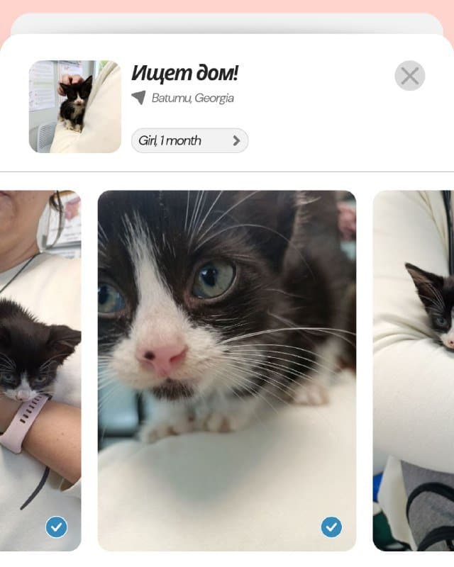 Котёнок Дайнерис бесплатно в добрые руки