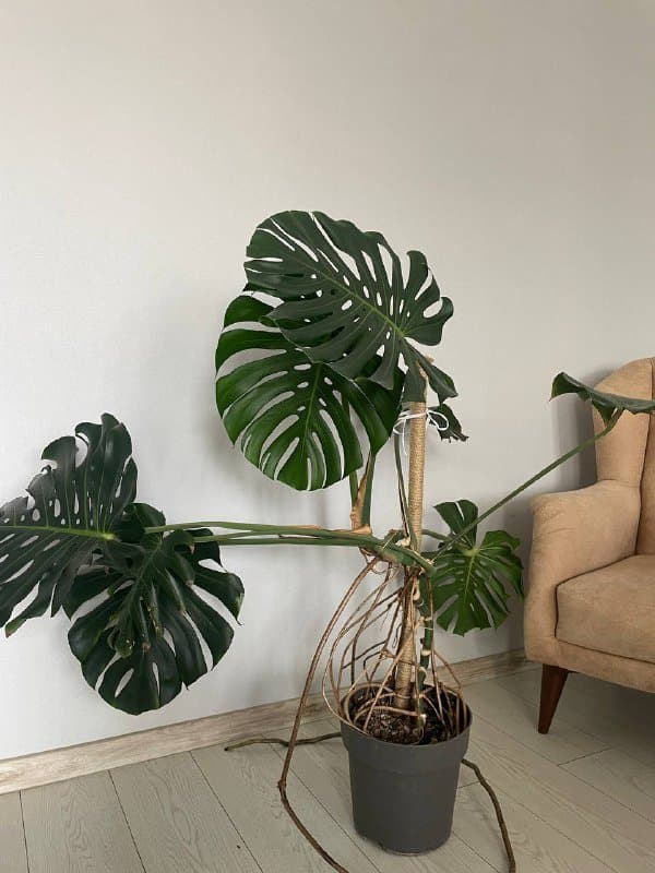 Монстера, Аглаонема Сильвер Квин, Монстера манки, Алоказия 2