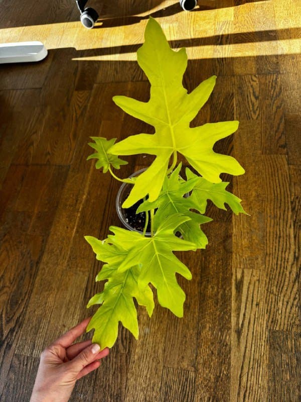 Комнатные растения