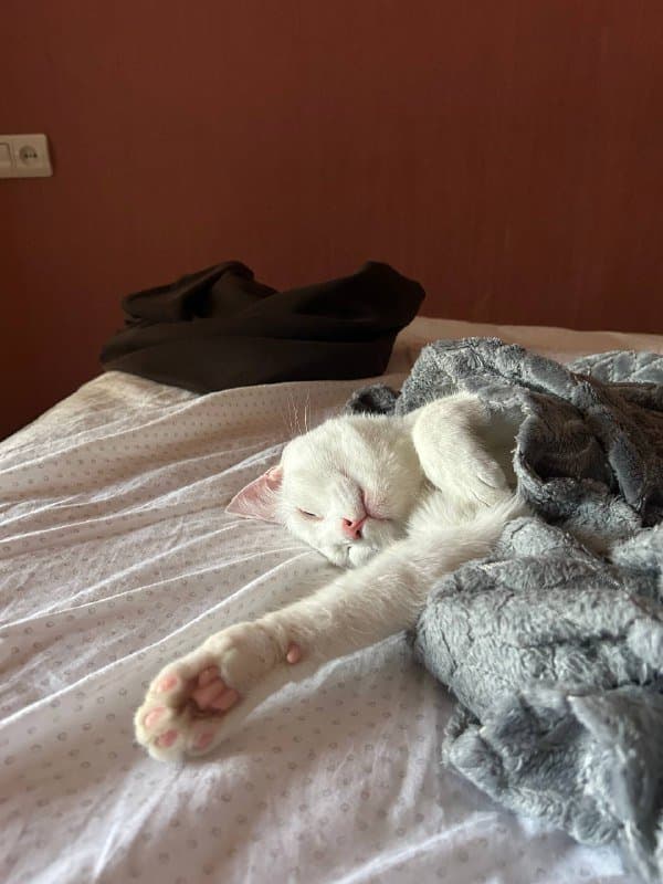 кот Хори ищет дом 4