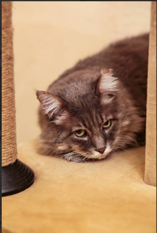 Кот Мао ищет дом 2