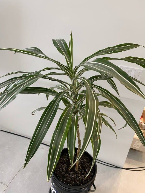 Валик для спины, драцена, гейнер Serious Mass, наушники Sony, Razer, Airpods Pro 4