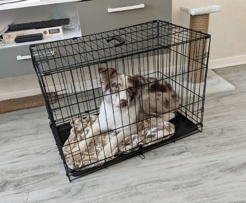 Клетка для собак и котов 2