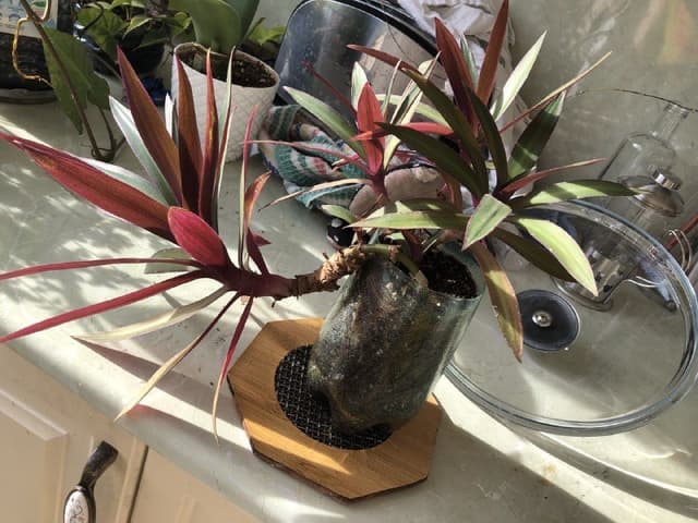 Комнатное растение традесканция рео