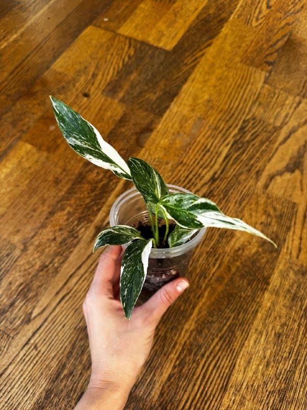 Комнатные растения 3