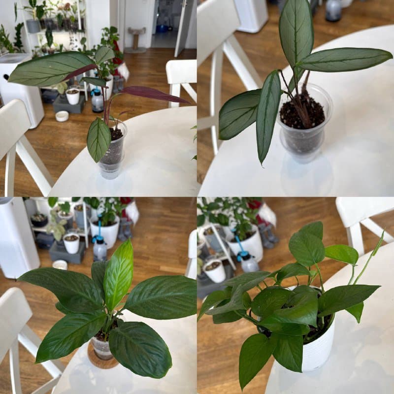 Комнатные растения 4