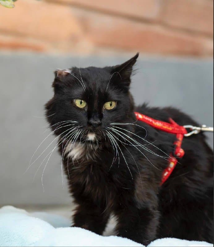 Черно-белая кошечка 3-4 лет для дома 3