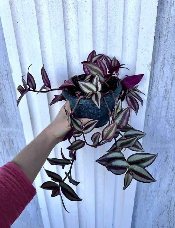 Комнатные растения традесканция зебрина, кофе арабика, цитрусы, авокадо, цикламены, азалия, хризантемы 4