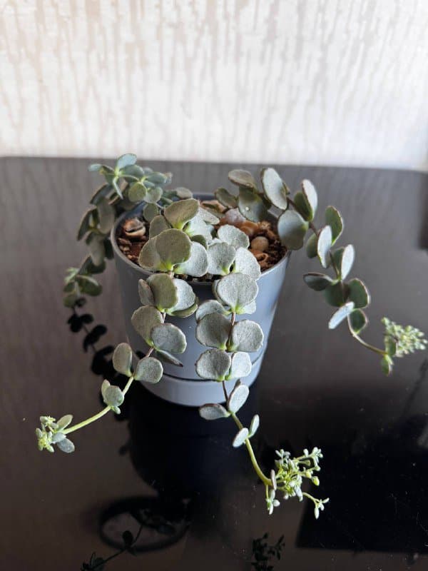 Комнатные цветы 5