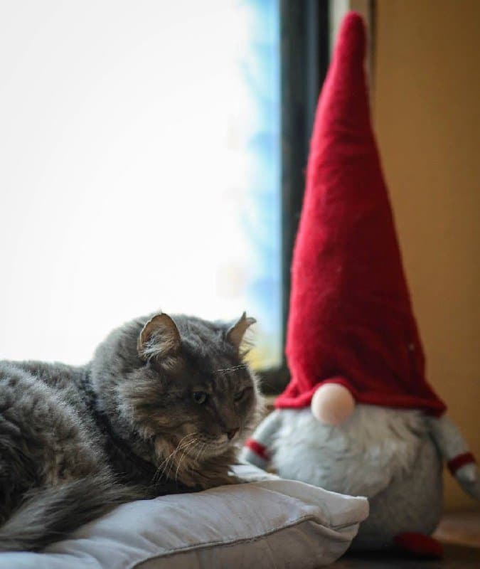 Кот Мао ищет дом 2