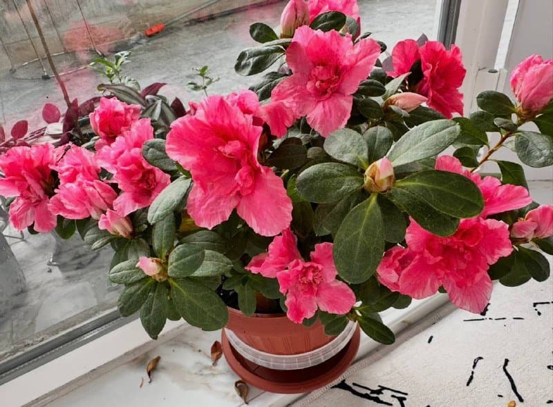 Комнатные растения традесканция зебрина, кофе арабика, цитрусы, авокадо, цикламены, азалия, хризантемы 1