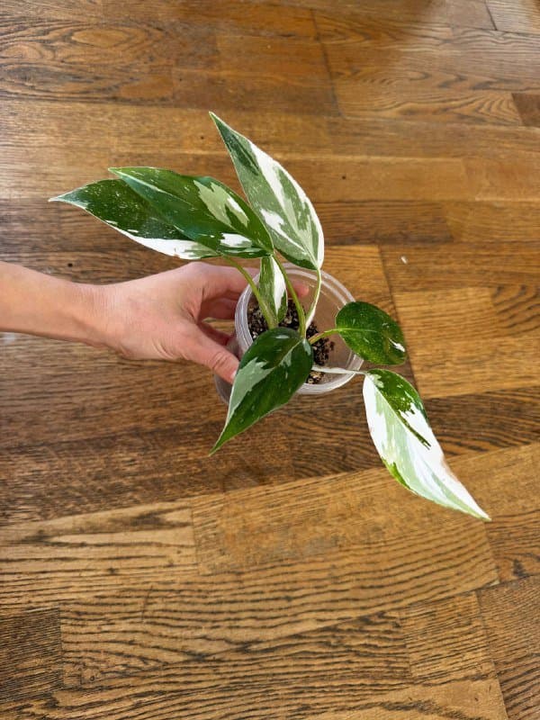 Комнатные растения 6