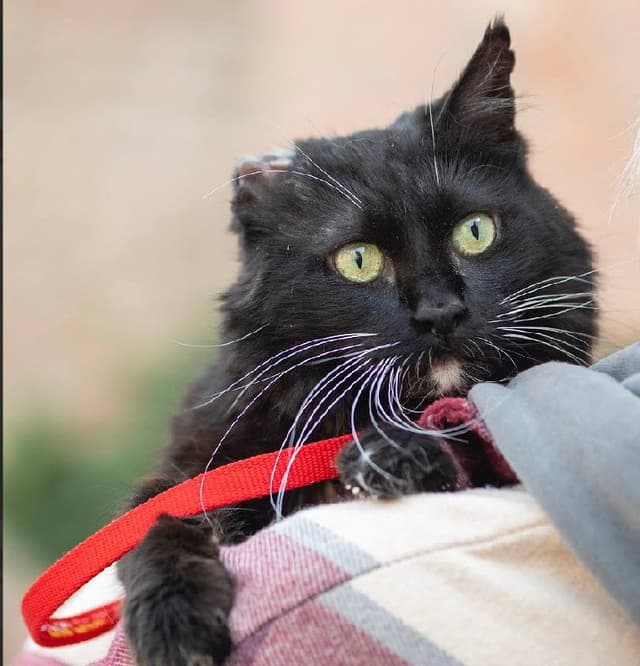 Черно-белая кошечка примерно 3-4 лет в дар