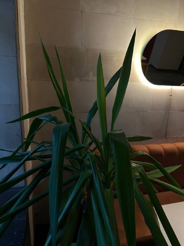 Пальма (растение) настоящая 2