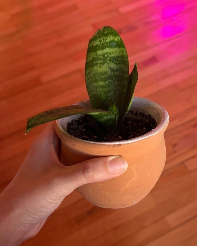 Малышки сансевиерии в керамических горшочках