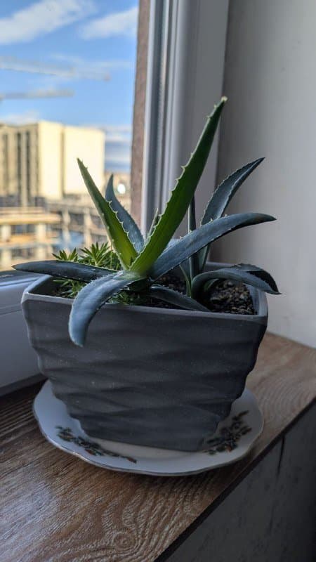 Агава, алоэ, суккулент в горшке 1