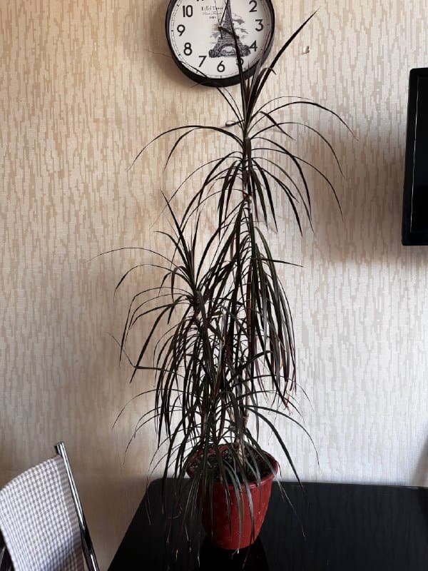 Комнатные цветы 2