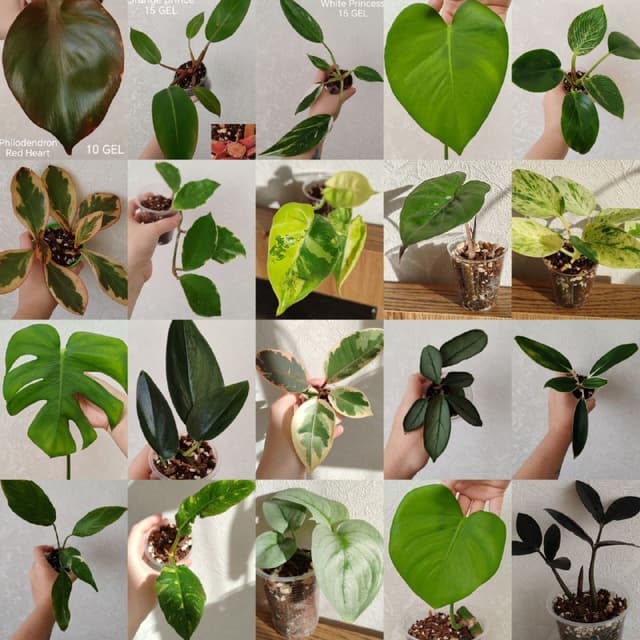 Комнатные растения