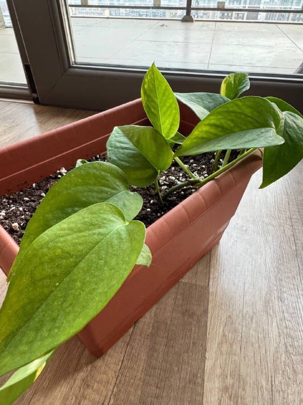 Цветок растение