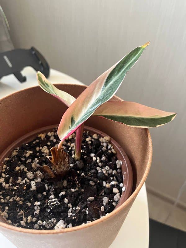 Комнатные растения, настольные игры, фен, кофеварка, зонт 5