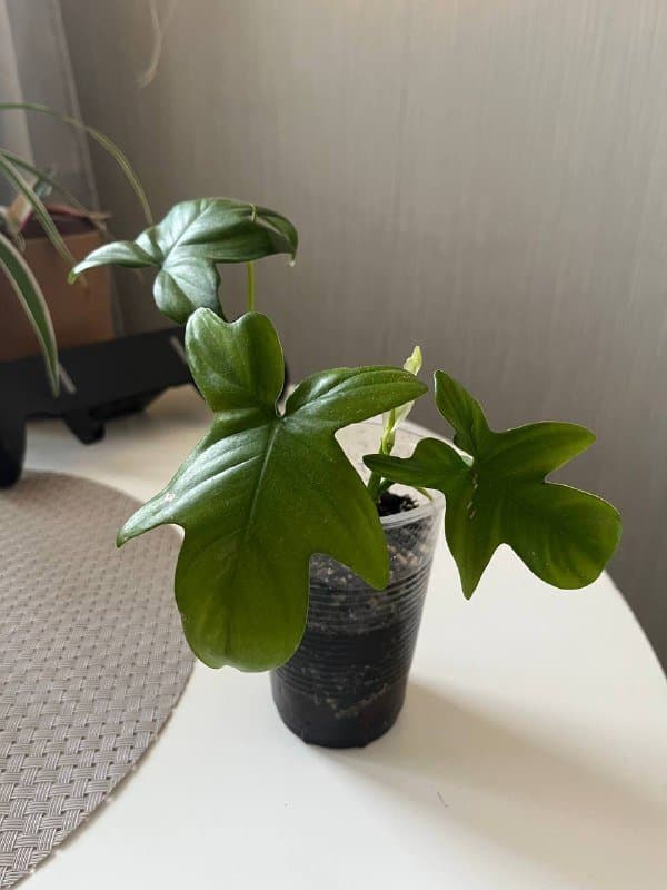 Комнатные растения, настольные игры, фен, кофеварка, зонт 2