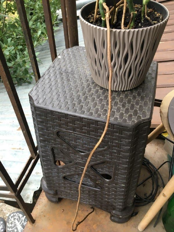 Монстера, Авокадо, Аптения 2