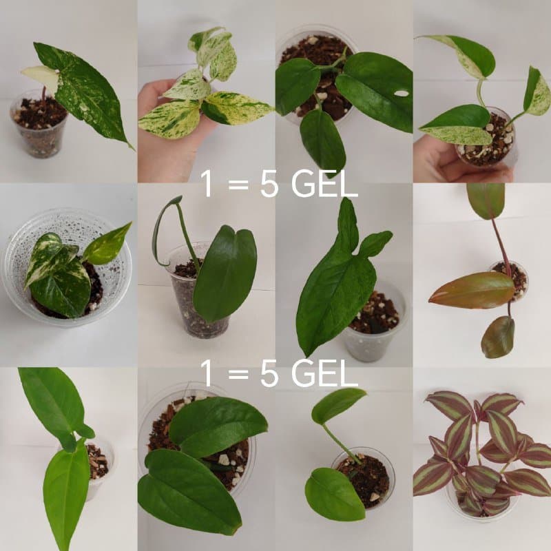 Комнатные растения от 5 до 15 GEL 1